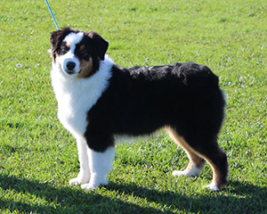 AKC CH CopperRidge's Candy Kisses