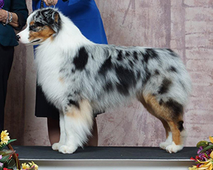 CopperRidge's East of a Blue Moon