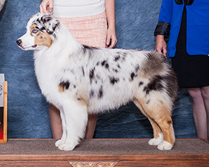 UKC CH Blue Moon's Little White Lies