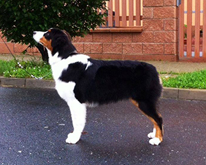 CopperRidge's The Kingslayer