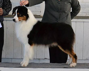 ASCA CH CopperRidge's Worth The Wait For Rushcreek