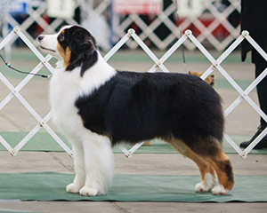 AKC Bronze GCH ASCA CH CopperRidge's Love and War