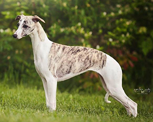 RBIS GCH CopperRidge's I Love Lucy