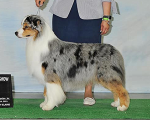 MBIS BISS AKC GCHS ASCA CH Empyrean&rsquo;s Blurred Lines at Copperridge RN CGCA TKN