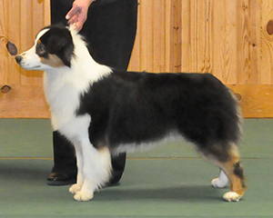 AKC/ASCA/UKC CH Bayouland CopperRidge Diva CGC