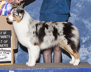 AKC CH Empyrean N CopperRidge's Plum Pretty