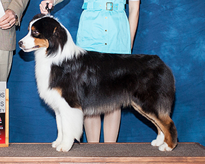 UKC CH CopperRidge's Dangerous Play