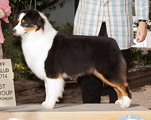 AKC Bronze GCH CopperRidge's Right On Cue