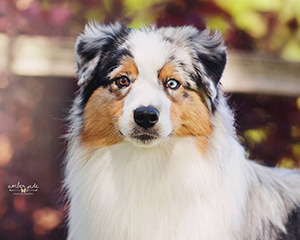 Group Placing AKC CH CopperRidge's N Lil Creek's All Eyes On Me