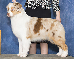 AKC CH CopperRidge's Caught In The Act At Empyrean