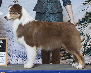 AKC CH CopperRidge's Caught You Looking at Empyrean